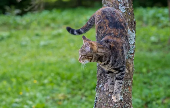 Кот, взгляд, фон, дерево