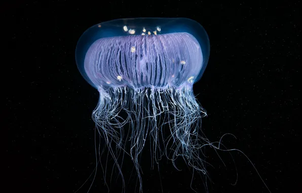 Море, природа, медуза