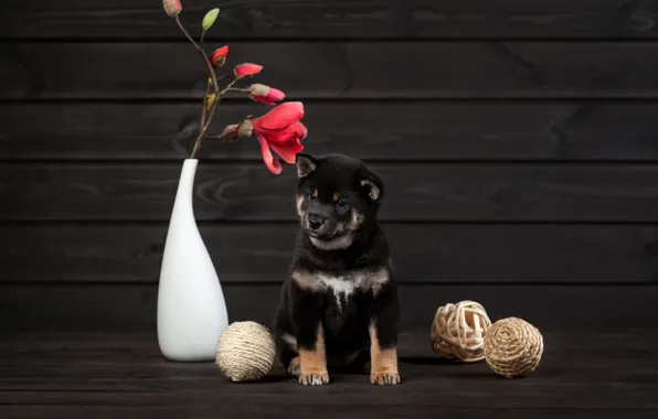 Картинка цветок, собака, щенок, ваза, мячики, Сиба-ину, Ольга Смирнова