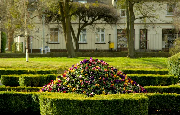 Flower, park, garden, spring