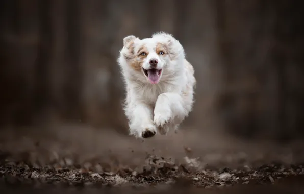 Прыжок, собака, бег, полёт, боке, Австралийская овчарка, Аусси