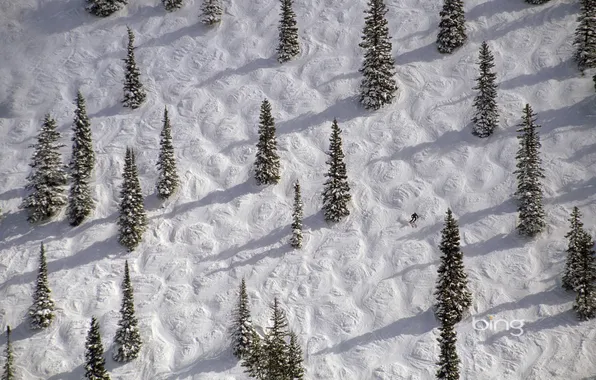 Зима, снег, деревья, ель, склон, Колорадо, США, лыжник