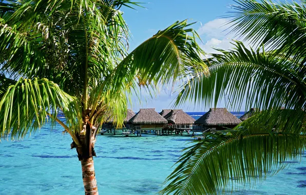 Пальмы, океан, отель, French Polynesia, Moorea Island, Tropical Accommodations