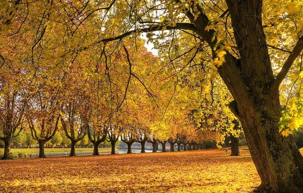 Картинка осень, деревья, речка, аллея