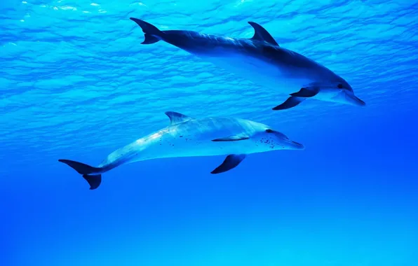 Картинка море, океан, дельфины, миры, подводные