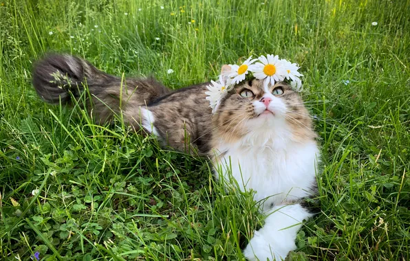 Зелень, кошка, лето, трава, кот, взгляд, цветы, поза