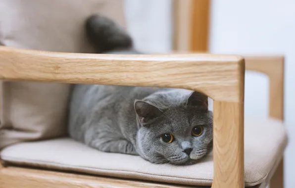 Кошка, кот, взгляд, поза, серый, кресло, стул, лежит