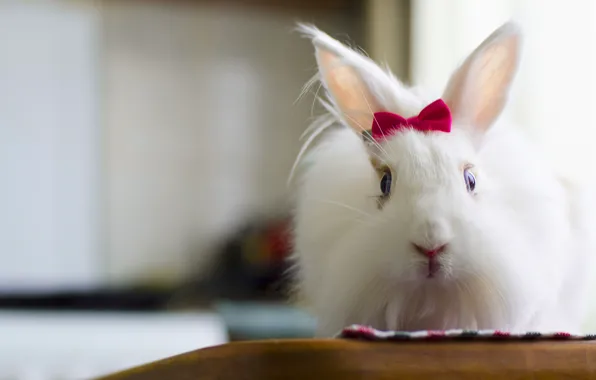 Белый, пушистый, кролик, милый, красивая, бантик, rabbit, bunny