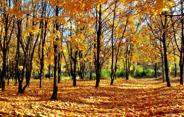 Картинка осень, лес, листья, деревья, природа, парк, листва, осенние обои