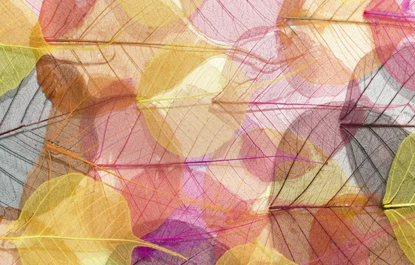 Картинка листья, фон, colorful, abstract, texture, background, autumn, leaves