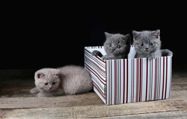 Кошки, коробка, котята, трио, три котенка, британские