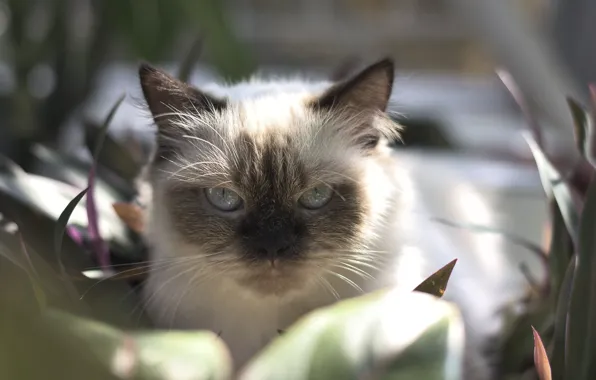 Кошка, кот, взгляд, листья, свет, портрет, растения, сад