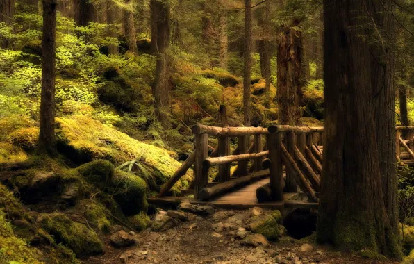 Картинка лес, мост, тропа