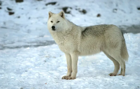 Wolves, White, Wolf, Movie, White Wolf, Wolves Movie, Wolf Wolves