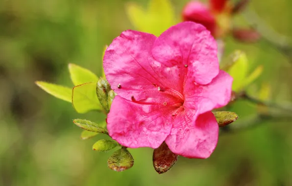 Pink, blooming, azalea
