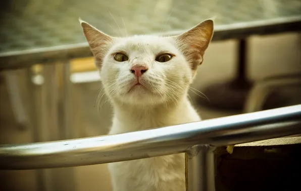 Взгляд, перила, котяра