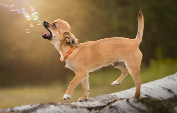 Картинка фон, мыльные пузыри, ошейник, бревно, пёсик, Чихуахуа, собачонка