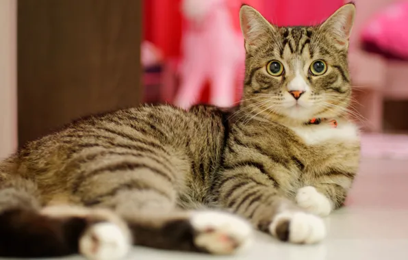 Картинка кошка, глаза, кот, взгляд, серый, фон, комната, пол