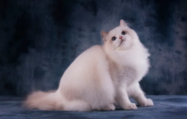 Кошка, кот, взгляд, морда, поза, белая, голубые глаза, сидит