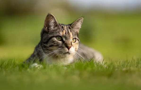 Картинка кошка, трава, взгляд, фон, мордочка, боке, котейка