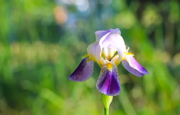 Flower, lily, blooming