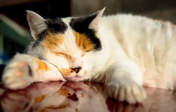 Картинка кошка, отдых, спит