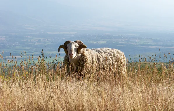 Картинка pyrénes, bouc, mouton