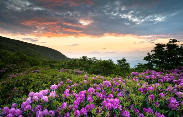 Зелень, облака, цветы, горы, США, Virginia, рододендрон, Shenandoah National Park