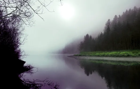 Картинка лес, туман, озеро
