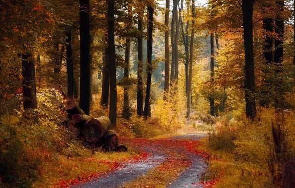 Картинка осень, лес, тропинка