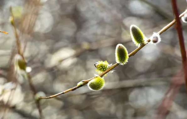 Spring, plant, twig, base kitten