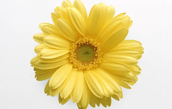 Картинка цветок, жёлтый, белый фон