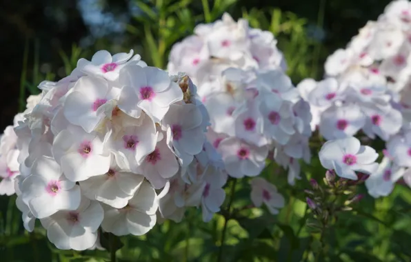 White, flower, blooming