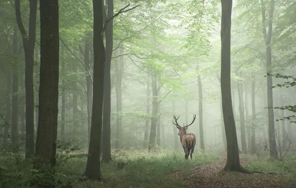 Картинка лес, деревья, туман, олень, рога