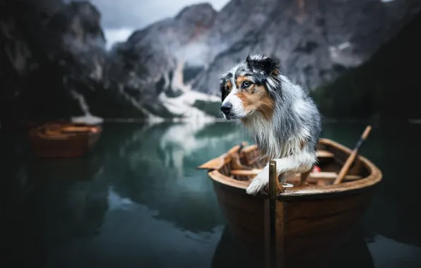 Горы, природа, озеро, животное, лодка, собака, пёс, Доломиты