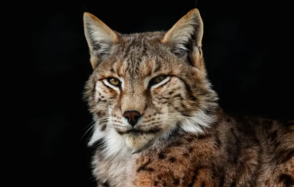 Картинка кошка, взгляд, морда, темный фон, портрет, рысь, дикая кошка