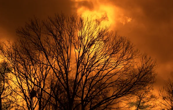 Sky, cloud, tree, amazing, twig