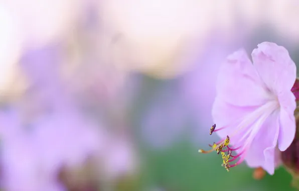 Макро, цветы, Pink Geranium