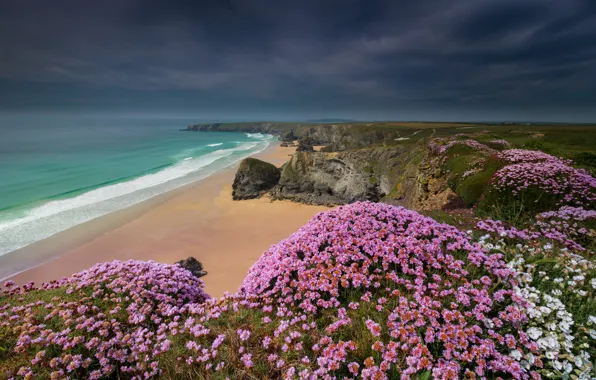 Картинка море, цветы, скалы, побережье, Англия, England, Корнуолл, Cornwall
