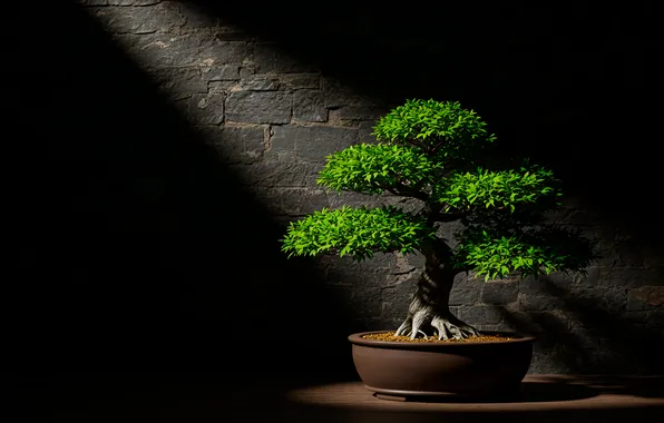 Свет, стена, дерево, камень, арт, Бонсай, light, wall