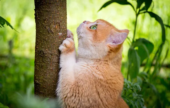 Кошка, кот, взгляд, поза, дерево, рыжий, профиль, мордашка