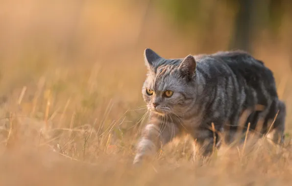 Кошка, кот, фон, злой, прогулка, злая