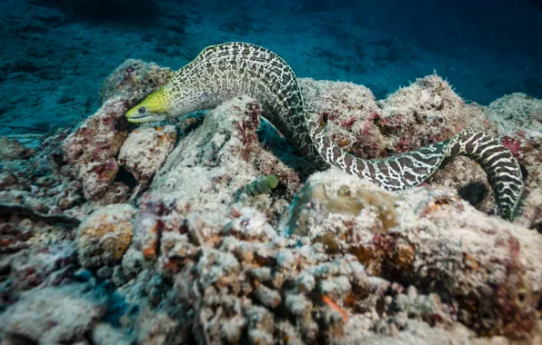 Картинка colors, reef, eel