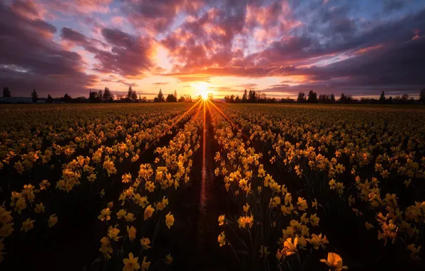 Картинка поле, небо, закат, цветы, жёлтые, нарциссы, плантация, Washington State