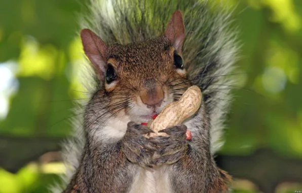Картинка Squirrel, cute, peanut, foreground
