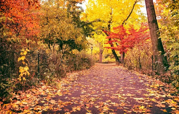Дорога, осень, листья, деревья, природа, город, парк, Нью-Йорк