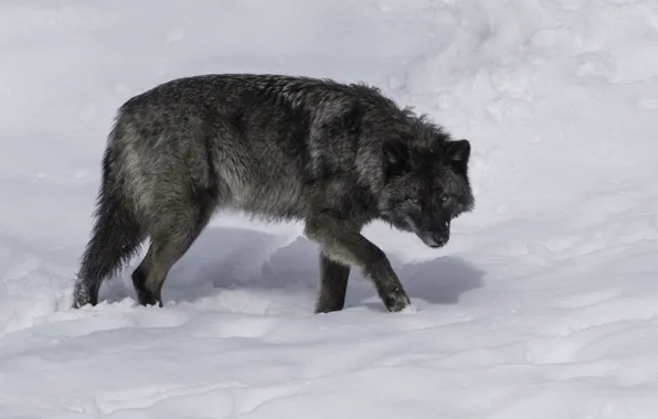 Картинка nature, predator, animal, wolf, wildlife, Canis lupus., portrait., blackwolf