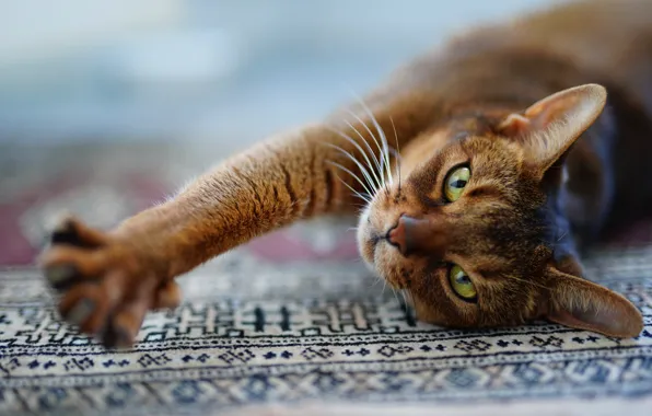 Кошка, кот, взгляд, морда, поза, релакс, ковер, лапы