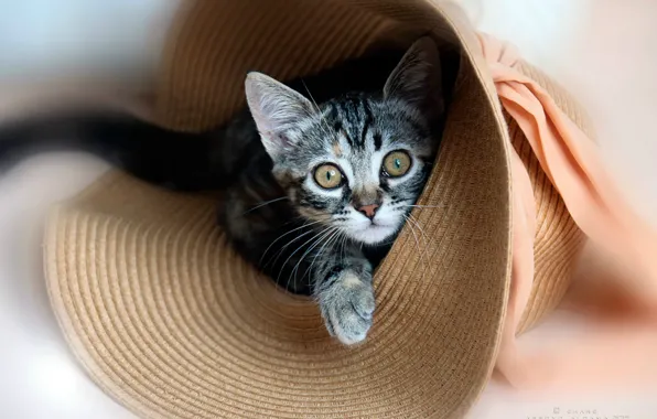 Шляпа, Котенок, соломенная