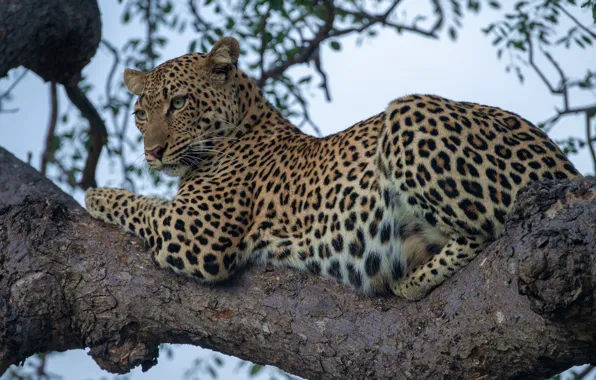 Леопард, дикая кошка, на дереве